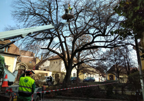 Kiemelt kép a Faápolás és utánpótlás című bejegyzéshez