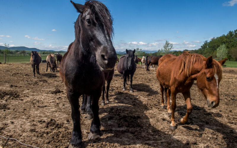 Kiemelt kép a Ló, kultúra, lovas kultúra című bejegyzéshez